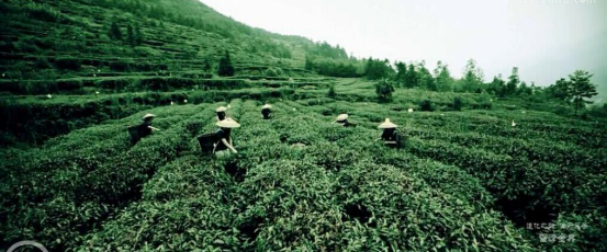 茶園宣傳片，廣告宣傳片